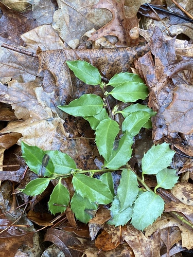 Ilex meserveae (Meserve Holly)