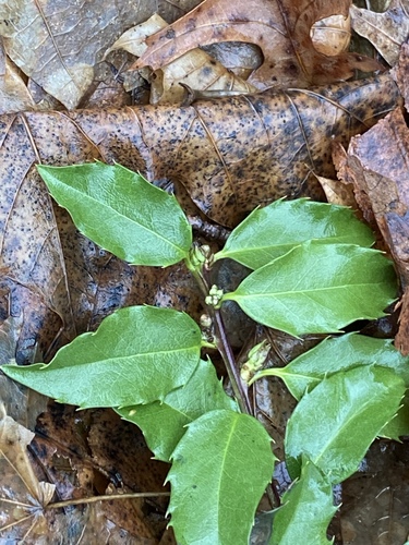 Ilex meserveae (Meserve Holly) (alternate view 2)