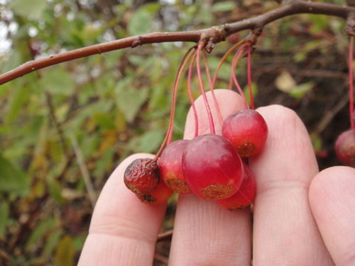 Malus sargentii (Sargent Crabapple Tree) (alternate view 7)