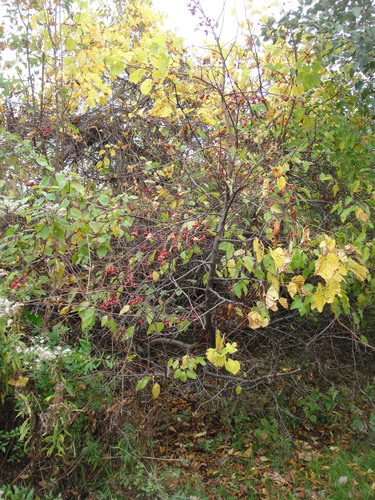 Malus sargentii (Sargent Crabapple Tree) (alternate view 8)