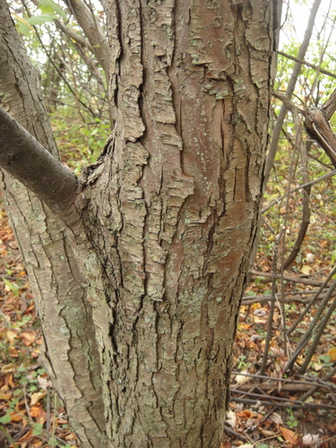 Malus sargentii (Sargent Crabapple Tree) (alternate view 9)