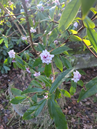 Daphne odora (Winter Daphne) (alternate view 2)