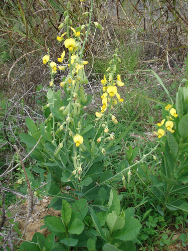 Crotalaria spectabilis (Showy Rattlebox) (alternate view 7)