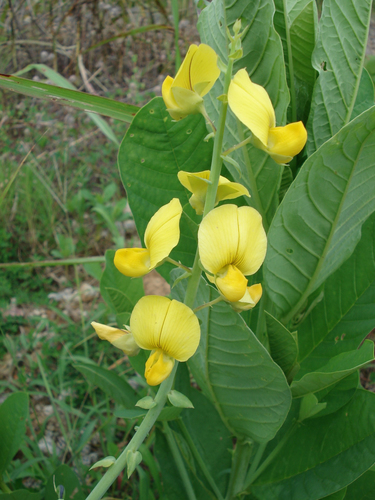 Crotalaria spectabilis (Showy Rattlebox) (alternate view 8)