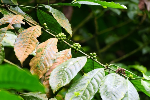 Coffea arabica (Coffee Plant)
