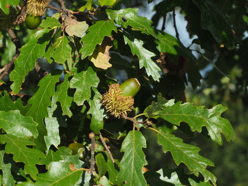 Quercus cerris (Turkey Oak)
