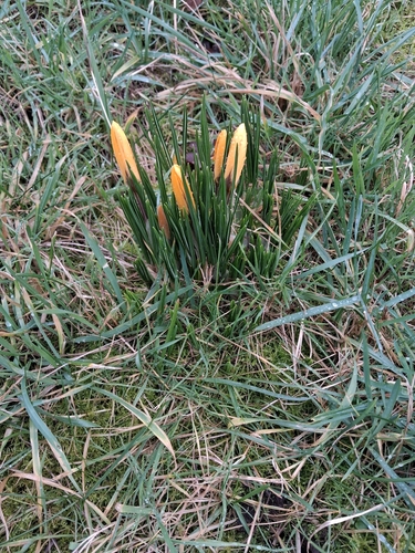 Crocus × stellaris (Dutch Yellow Crocus) (alternate view 6)
