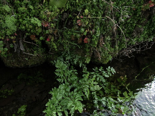 Oenanthe crocata (Hemlock Water-dropwort)
