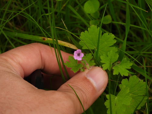 Geranium rotundifolium (Roundleaf geranium)