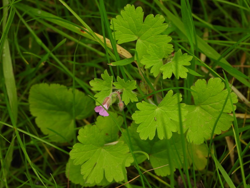Geranium rotundifolium (Roundleaf geranium)
