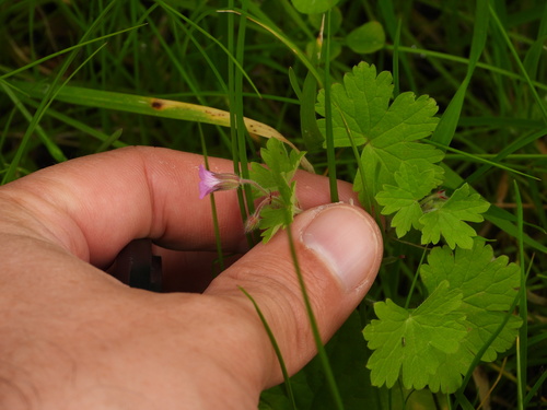 Geranium rotundifolium (Roundleaf geranium)