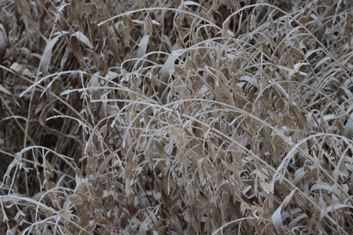 Chasmanthium latifolium (Northern Sea Oats)