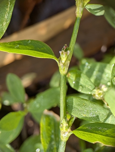 Polygonum aviculare (common knotweed) (alternate view 5)