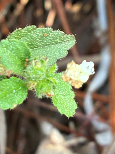 Croton glandulosus (Tropic Croton) (alternate view 5)