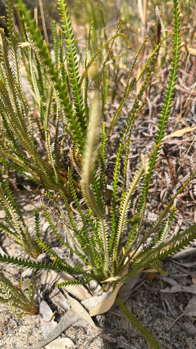 Banksia dallanneyi (couch honeypot) (alternate view 5)
