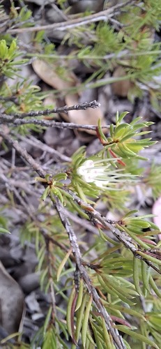 Darwinia fascicularis (clustered darwinia) (alternate view 8)