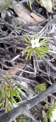 Darwinia fascicularis (clustered darwinia) (alternate view 9)