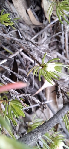 Darwinia fascicularis (clustered darwinia) (alternate view 10)