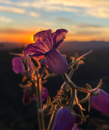 Phacelia minor (wild canterbury bells) (alternate view 2)