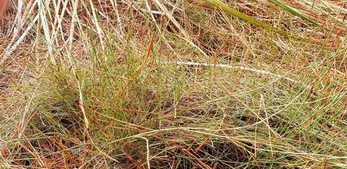 Hypolaena fastigiata (Tassel Rope-rush)