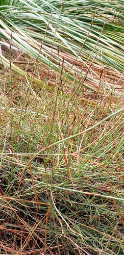 Hypolaena fastigiata (Tassel Rope-rush) (alternate view 2)