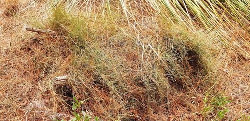Hypolaena fastigiata (Tassel Rope-rush) (alternate view 3)