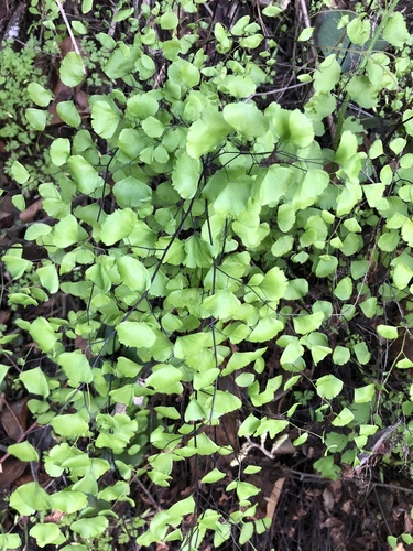 Adiantum jordanii (California Maidenhair Fern) (alternate view 3)