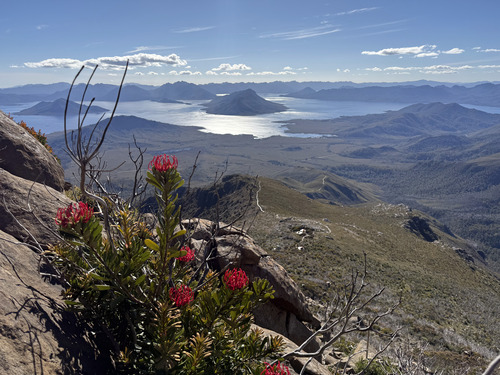 Telopea truncata (Tasmanian Waratah) (alternate view 8)
