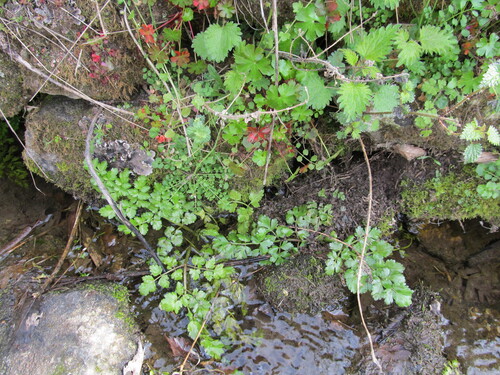 Oenanthe crocata (Hemlock Water-dropwort)