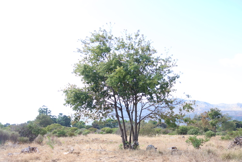Quercus cerris (Turkey Oak)
