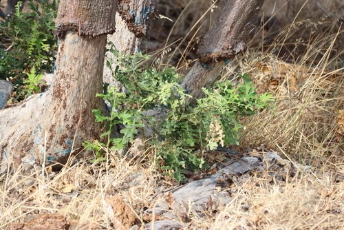 Quercus cerris (Turkey Oak)