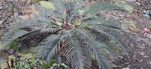 Cycas revoluta (Sago Palm)