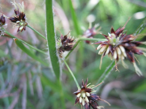Luzula meridionalis (Common Wood-rush)