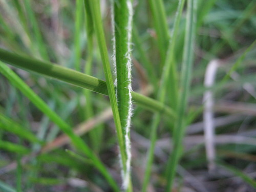 Luzula meridionalis (Common Wood-rush) (alternate view 2)