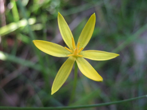 Pauridia vaginata (yellow star) (alternate view 3)