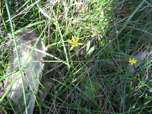 Pauridia vaginata (yellow star) (alternate view 4)