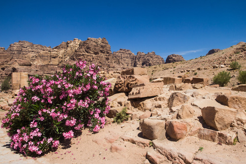Nerium (oleanders) (alternate view 7)