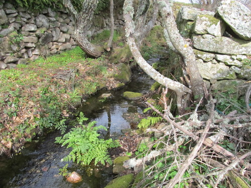Oenanthe crocata (Hemlock Water-dropwort)