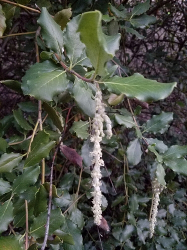 Garrya elliptica (coast silktassel)