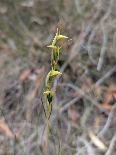 Orthoceras strictum (Birds mouth orchid) (alternate view 5)