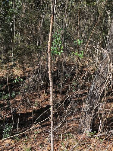 Aralia spinosa (devil's walkingstick) (alternate view 3)