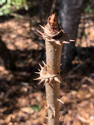 Aralia spinosa (devil's walkingstick) (alternate view 2)