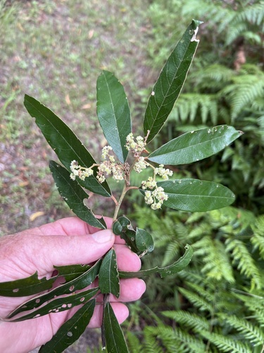 Alphitonia excelsa (Red Ash) (alternate view 10)