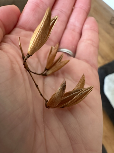 Syringa reticulata (Japanese Tree Lilac) (alternate view 2)