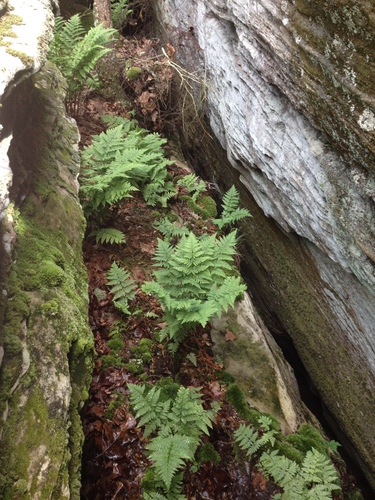 Dryopteris carthusiana (spinulose wood fern)