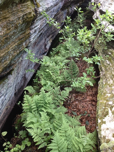 Dryopteris carthusiana (spinulose wood fern)