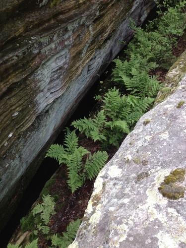Dryopteris carthusiana (spinulose wood fern)