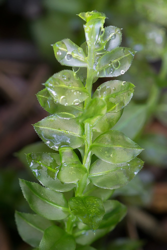 Plagiomnium cuspidatum (Woodsy Thyme-moss) (alternate view 3)