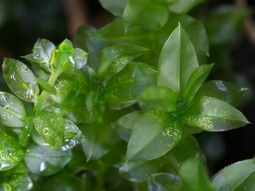 Plagiomnium cuspidatum (Woodsy Thyme-moss) (alternate view 4)