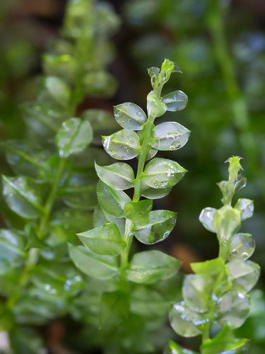 Plagiomnium cuspidatum (Woodsy Thyme-moss) (alternate view 5)